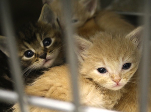 Kittens in pet store