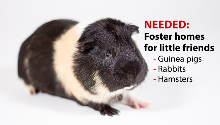 Foster homes needed for rabbits, guineas, hamsters