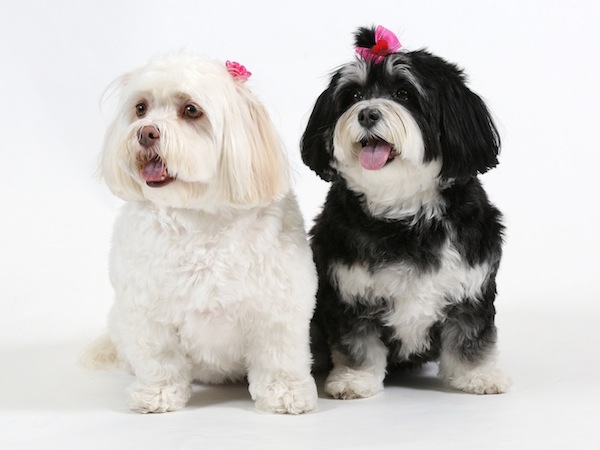 Callie and Sadie dogs