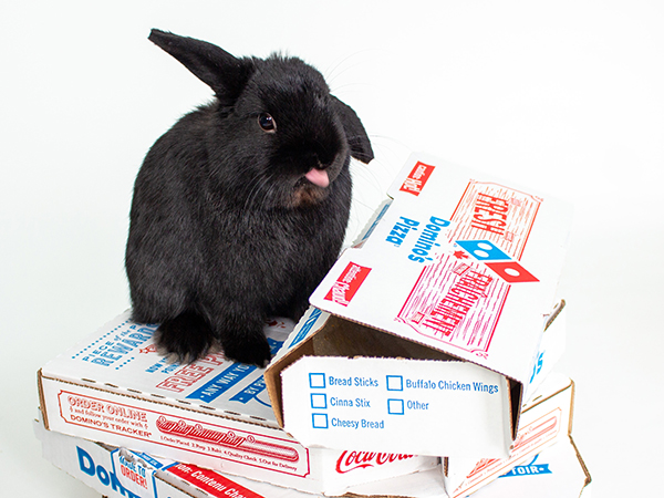 Rabbit sitting on pile of Dominos pizza boxes