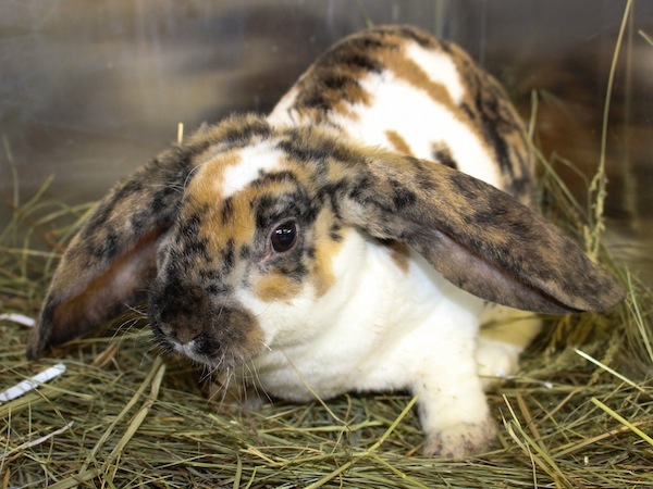 Freckles the bunny