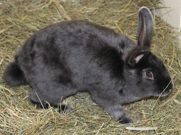 Henry, a big bunny