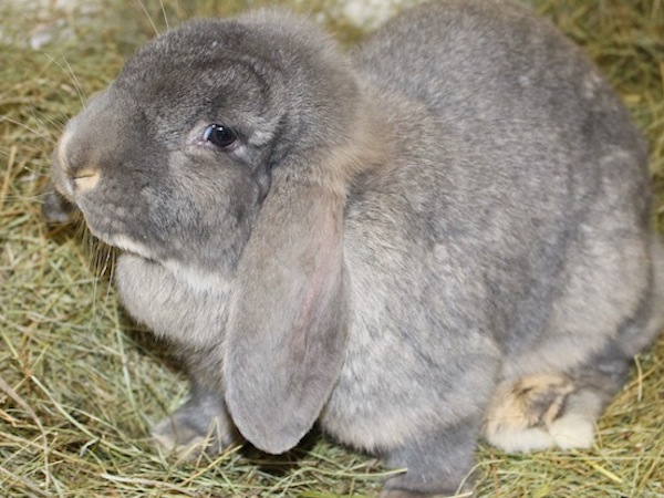 Chloe, a French lop