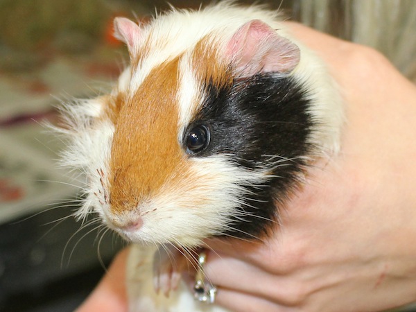 Guinea pig