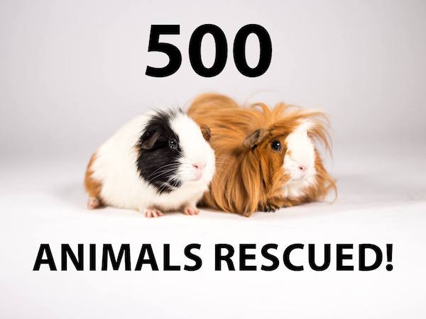 500 animals rescued