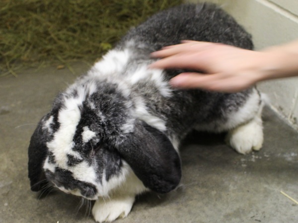 Fletcher, a french lop