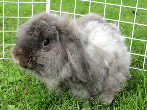 Fluffy the rabbit