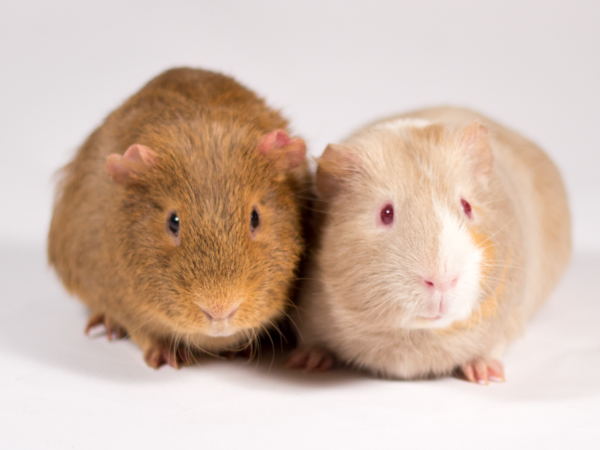 Joshua and Jake the guinea pigs