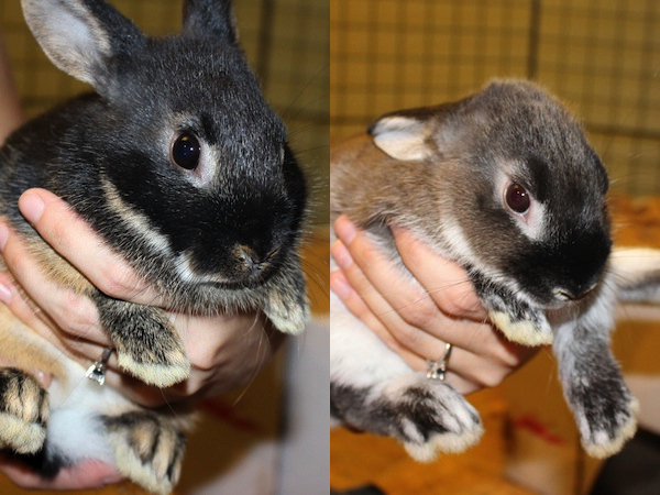 Timmy and Ash the bunnies. 