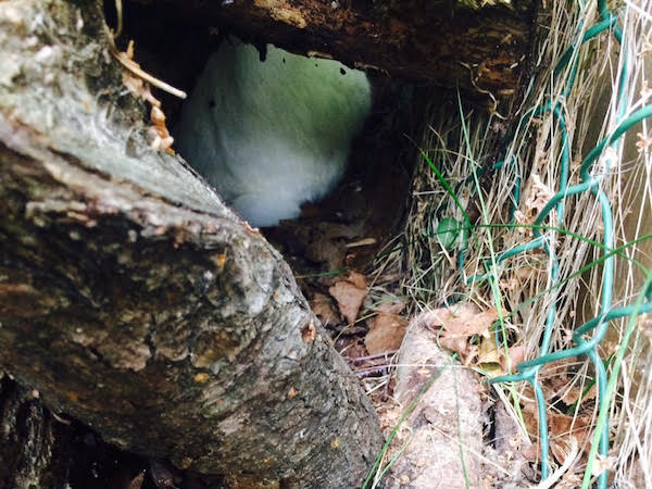 Zara in the wood pile